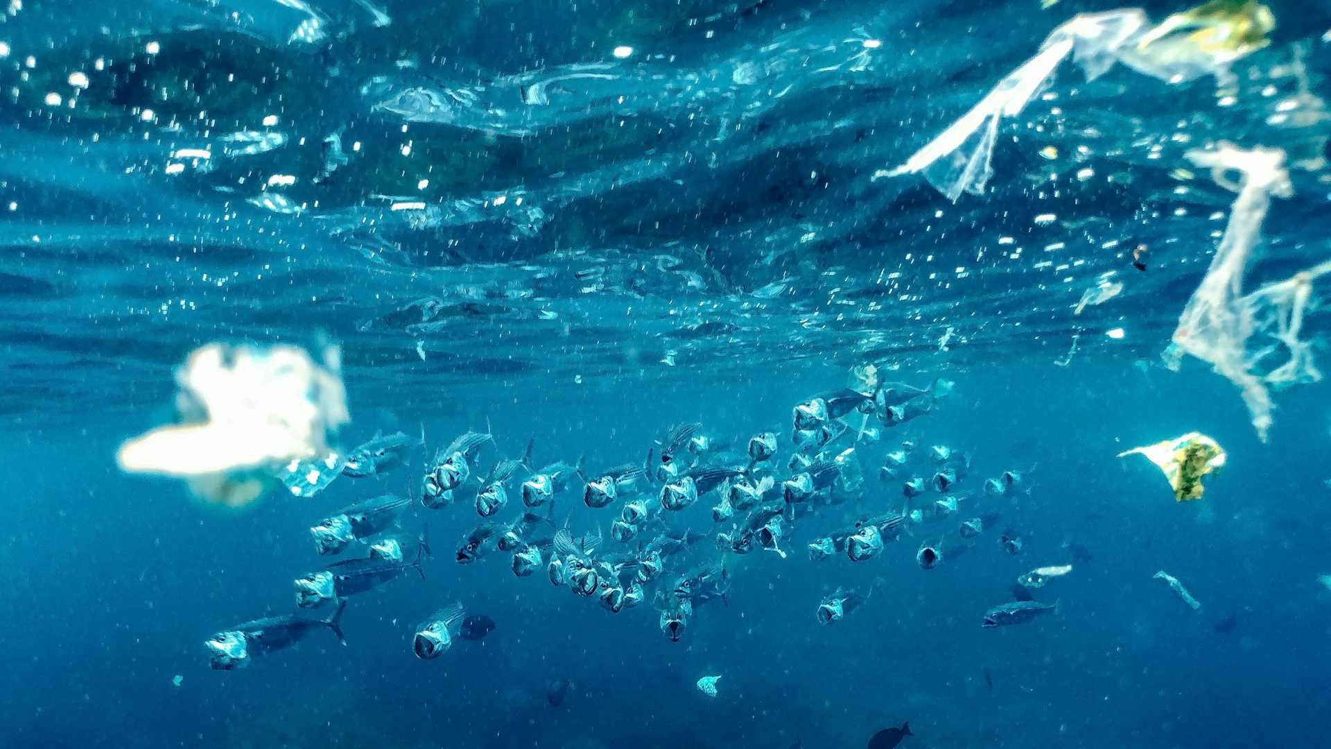 There will be more plastic than fish in the sea by 2050